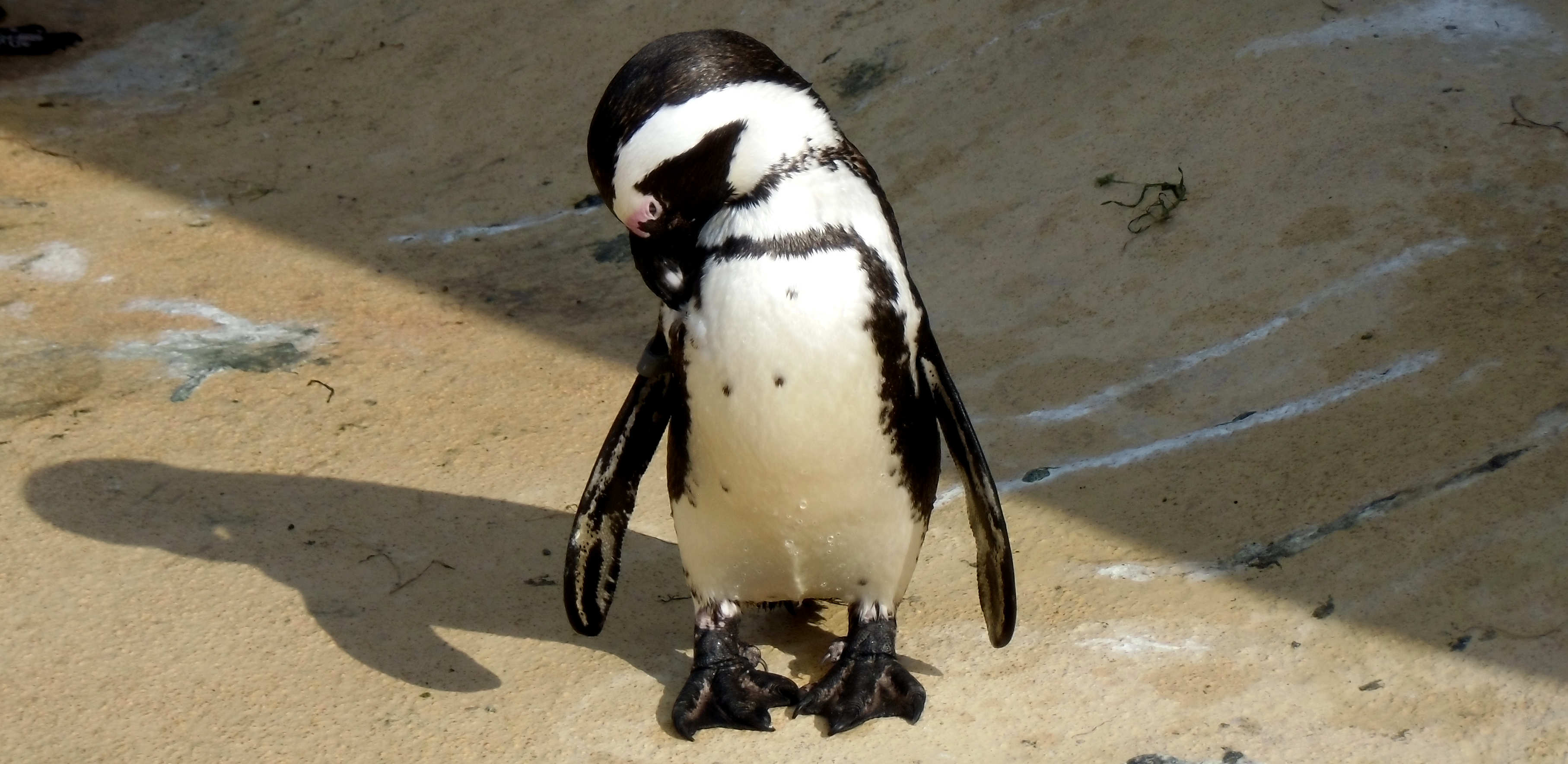African Penguin preening