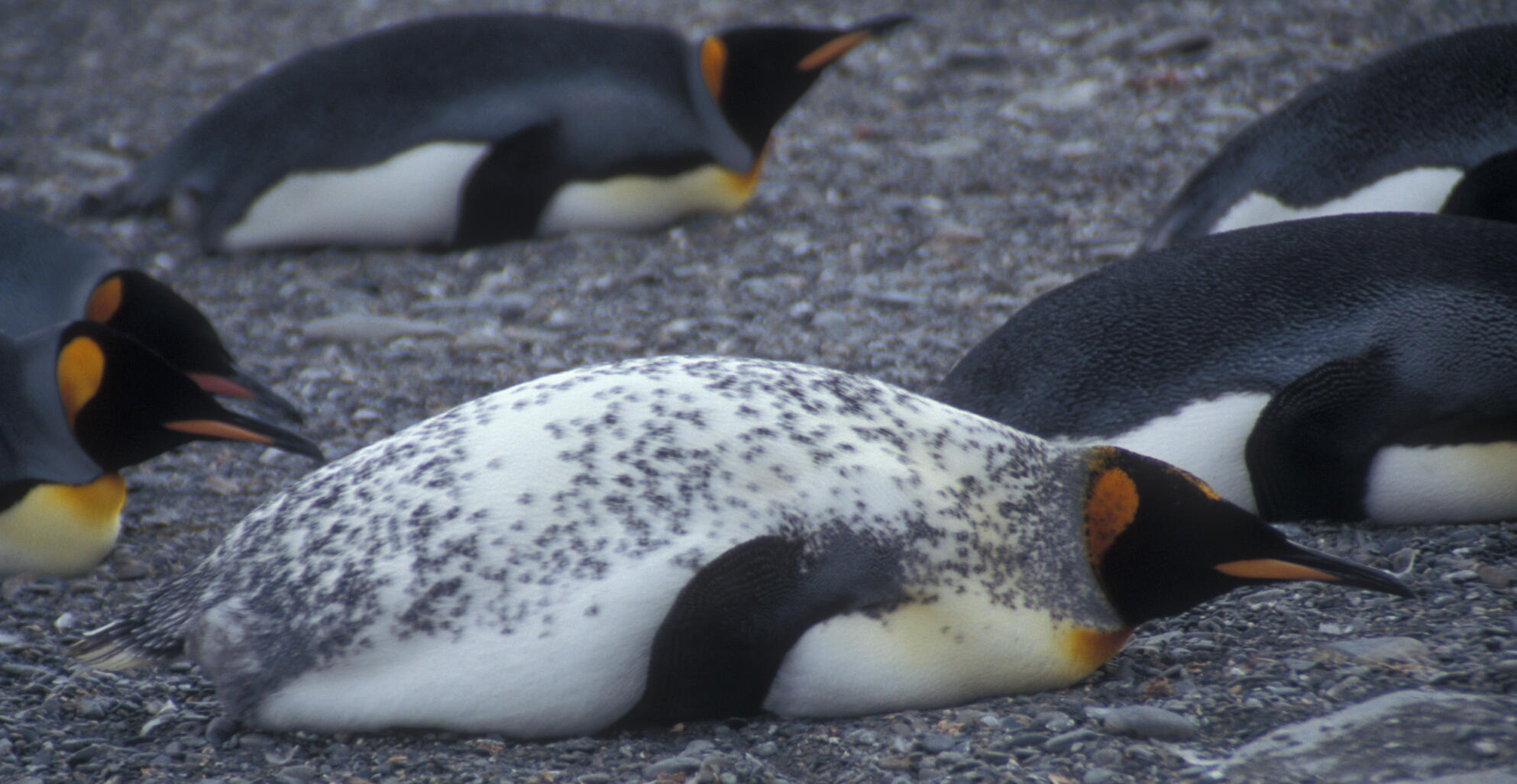 King Penguin with white spots on the black back.