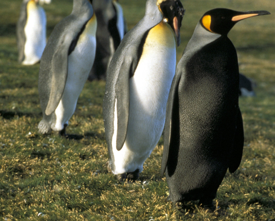 King Penguin with a black belly that is normally white.