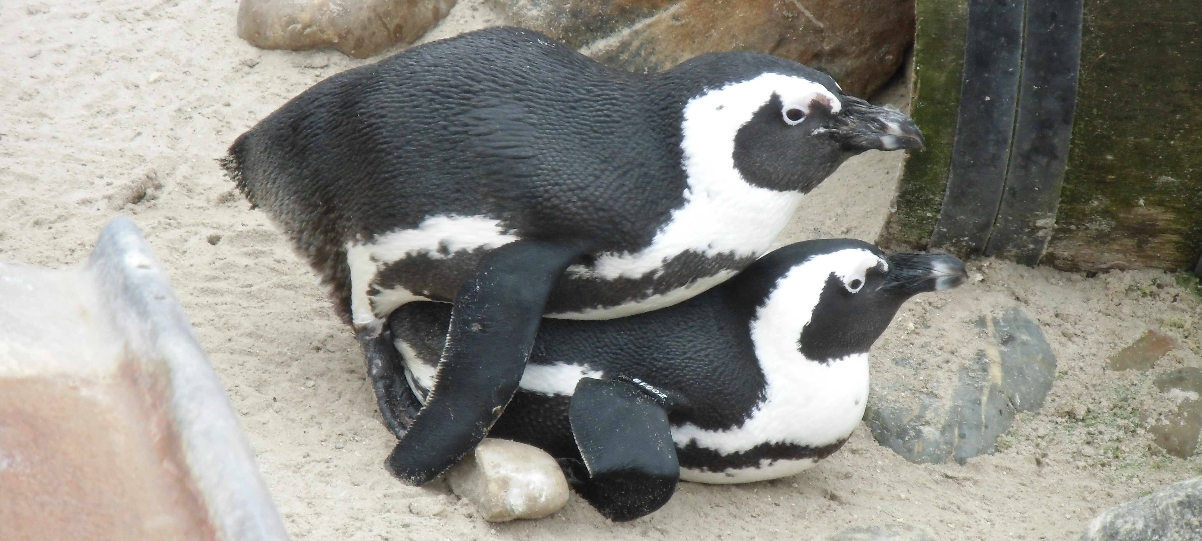 Copulation of African Penguins: the male sits on the female